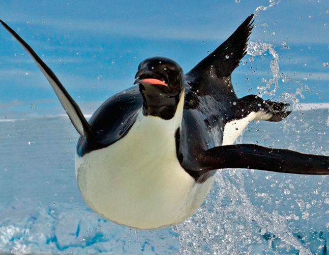 Penguin 4 Coming At You